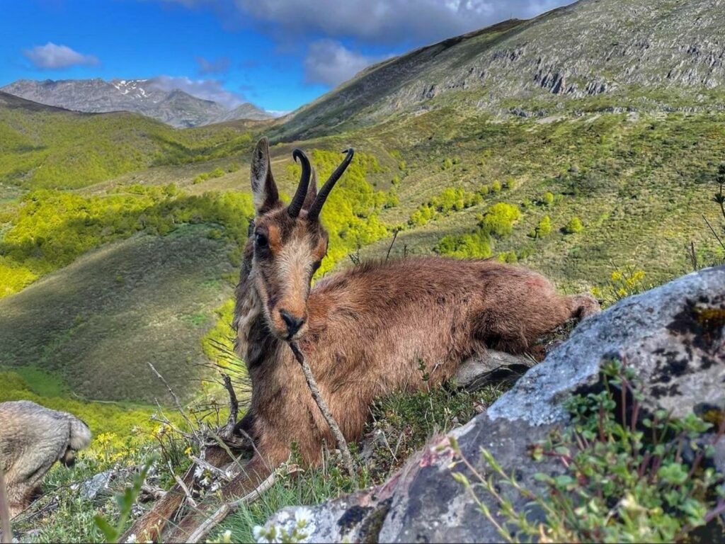 Rececho caza de Rebeco 2