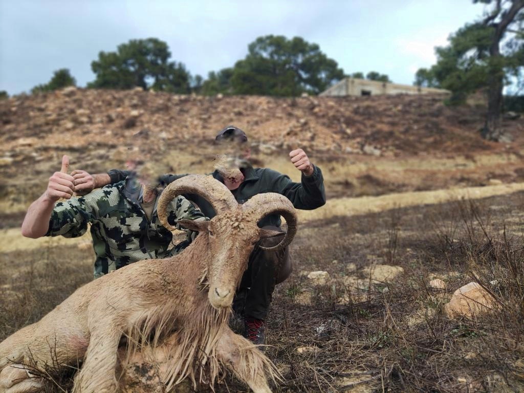 Rececho caza de arruí 3
